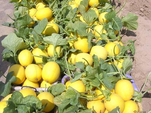 甜瓜爆料炮台视频大全下载,一网打尽热门爆料瞬间